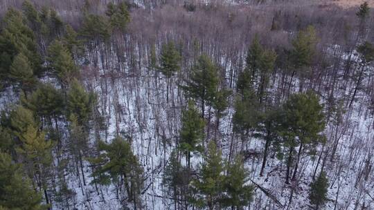 冬季森林树木积雪湖面冰冻航拍