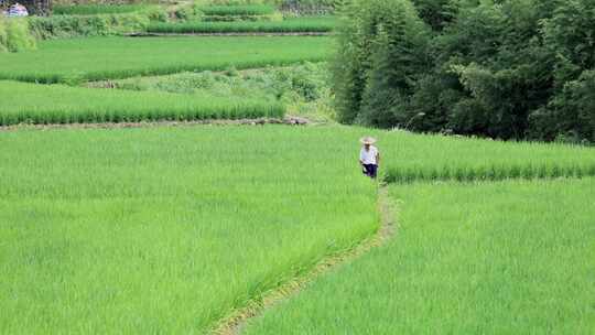 戴斗笠的农民伯伯行走在水稻田野路