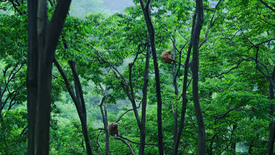 绿色生态森林里的野生猕猴猴子