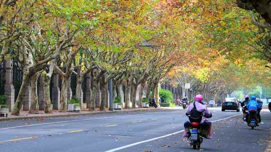 城市梧桐树 秋天梧桐大道  早晨上班高峰