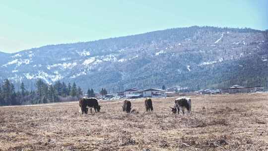 香格里拉雪山耗牛养殖