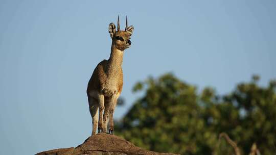 Klipspringer Antelop