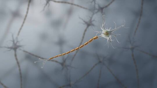 神经元神经组织神经系统