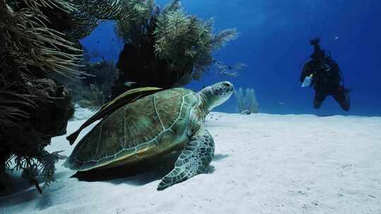 潜水员海底偶遇海龟