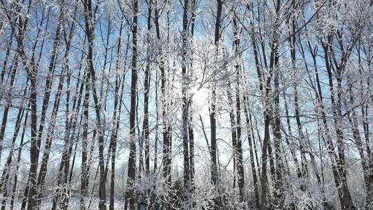 杨树林树枝树挂冬日阳光雾凇雪霁