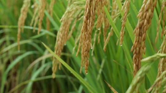 成熟的稻穗水稻特写雨露水珠田野