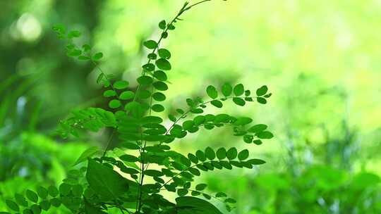 夏季绿色植物枝叶特写