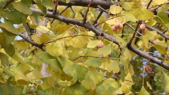 秋天的银杏树叶和果实