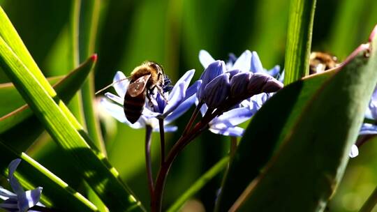 在紫罗兰花上工作的蜜蜂
