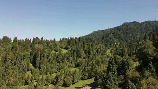 那拉提茂密森林草甸景观航拍近景