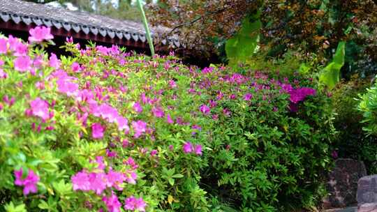 春天秋天植物园公园杜鹃花花朵大自然风景风