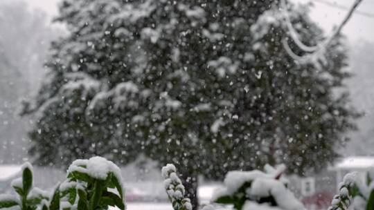 雪花飘落的景观