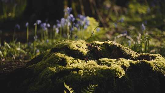 Moss， Rock，Sussex，英国