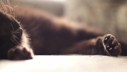 慵懒的小猫在沙发上睡觉视频素材模板下载