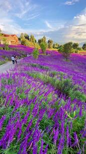 治愈系风景，待到山花烂漫时，她在丛中笑