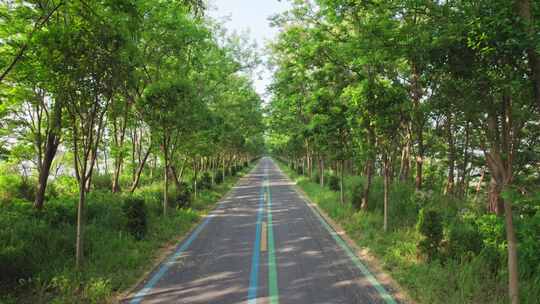 乡间林荫小道乡村道路航拍