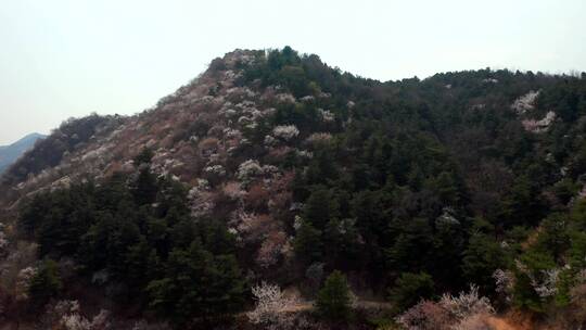 航拍北京春天山区盛开的山杏花