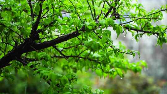 春天下雨天树叶雨滴水滴水珠的治愈氛围