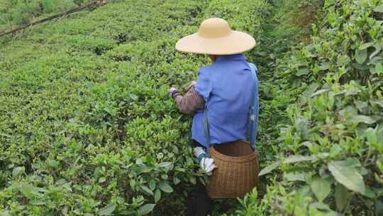 茶园里茶农在采茶叶