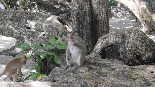 猴子坐在一棵大树的根部视频素材模板下载