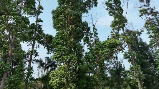 风吹树木风吹树林风吹树叶风吹森林绿色植被