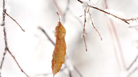 春雪下雪雪景雪花飘落树林雪景