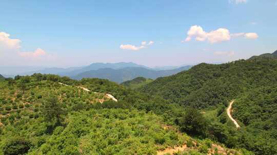 杭州富阳永安山香榧种植基地航拍