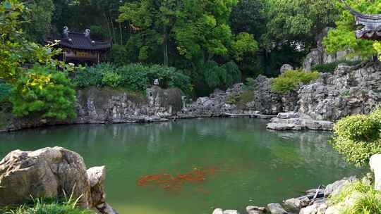 江南古典园林，南京瞻园庭院池塘里的锦鲤