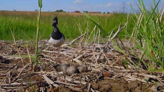 北Lapwing，鸟，巢，蛋