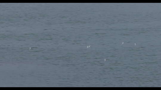 湖面上一群挥动翅膀自由飞翔的鸟儿视频素材模板下载