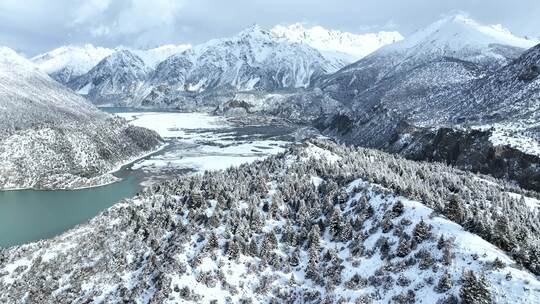 西藏昌都然乌湖，无人机飞越雪松森林和雪山