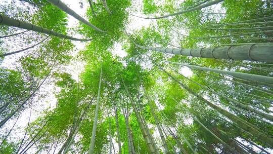 美丽的生态竹海竹林竹子参天竹林