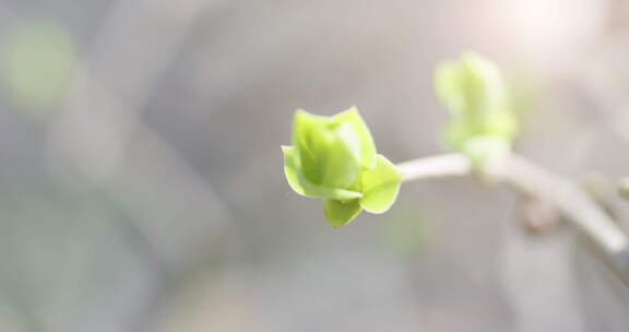 春天树木发芽生长