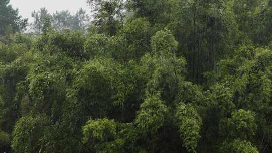 下雨天竹林竹子