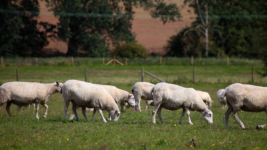 牧场里的绵羊