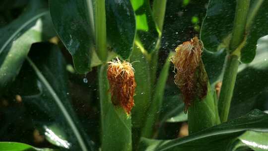 合集-玉米灌溉生长成熟过程