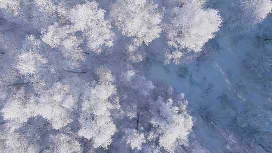 俯拍林海雪原雾凇树冠250102-32