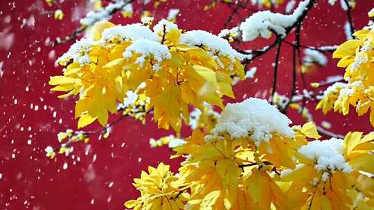 中国古风红墙黄色树叶冬天下雪雪景