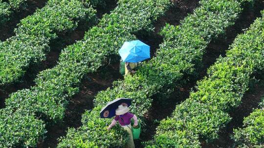 白沙茶园航拍视频素材模板下载