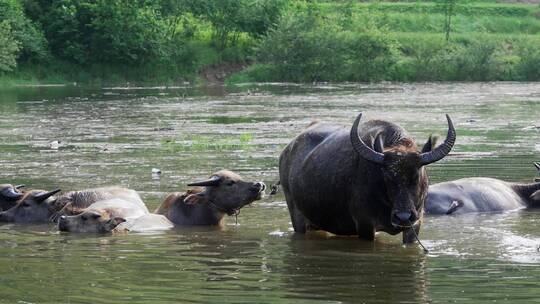 河里嬉水的一群水牛