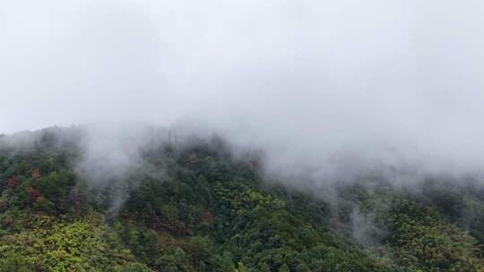 航拍雨后的云雾山脉森林江南秋景