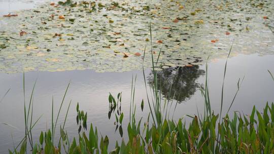 湖边水草风吹芦苇大河江河江边湖泊湖畔岸边