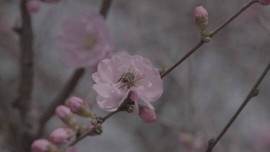 桃花中采蜜的蜜蜂升格慢镜头LOG