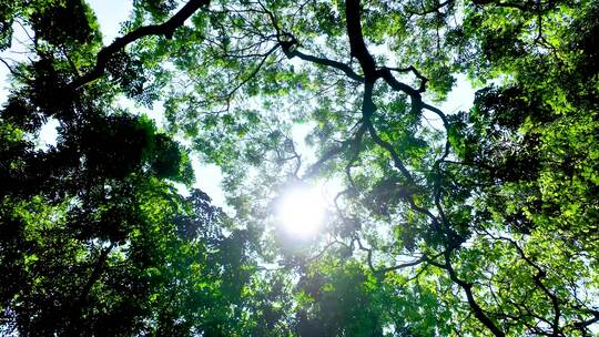 仰拍树林 仰视森林 阳光透过树叶视频素材模板下载