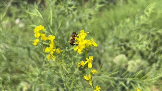 蜜蜂采蜜油菜花特写春天生机勃勃的自然风光