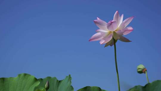 夏天池塘荷花莲花开放夏至立夏