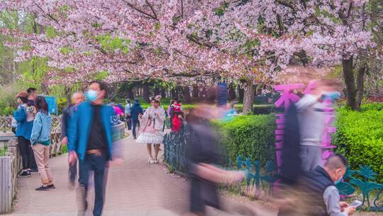 青岛中山公园樱花延时