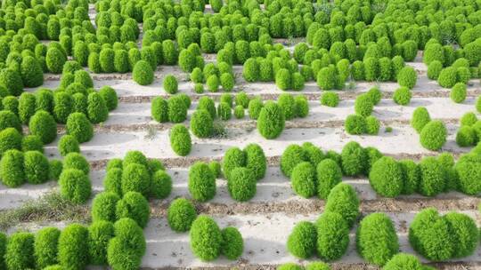 俯拍农田地肤植株