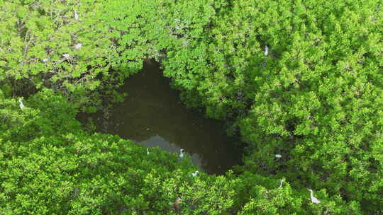 红树林湿地 海边红树林 候鸟 栖息地航拍