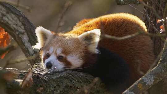 动物园小浣熊